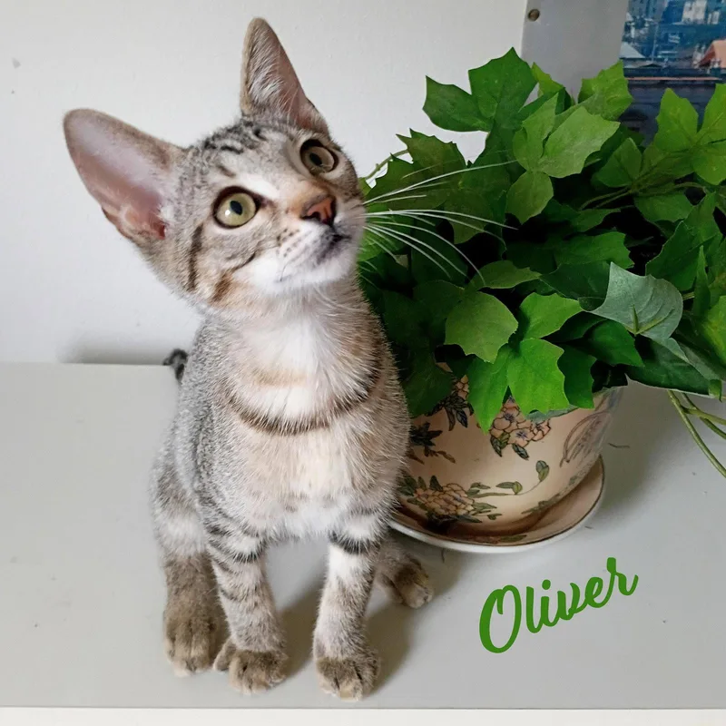 Oliver tabbyIVpack thumbnail 3