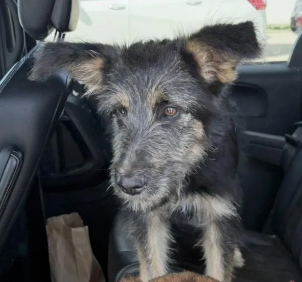 A young large-sized female Mixed Breed dog named Bonnie for adoption in Rochester, IN