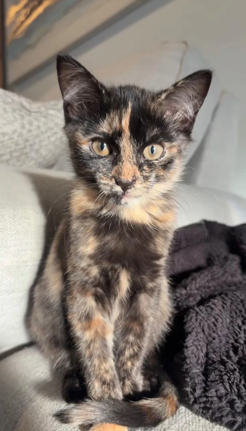 A baby medium-sized female Domestic Short Hair cat named Flora for adoption in Lake Saint Louis, MO