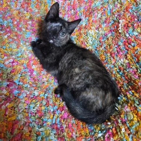 A baby small-sized female Domestic Short Hair cat named Iris for adoption in Woodstock, GA