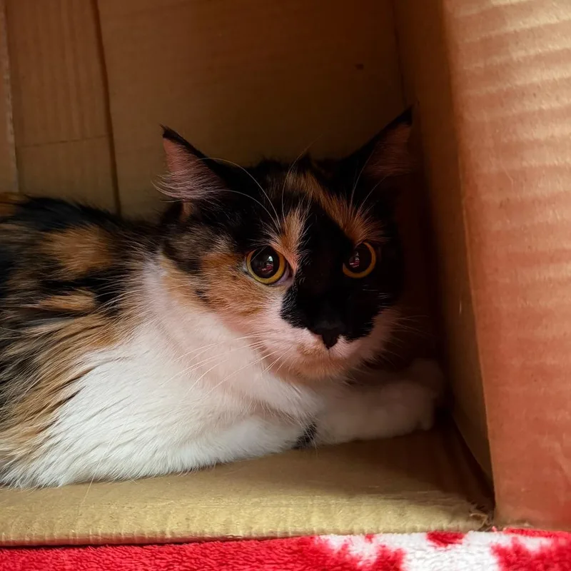 An adult medium-sized female Domestic Short Hair cat named Snooky for adoption in Murray, UT