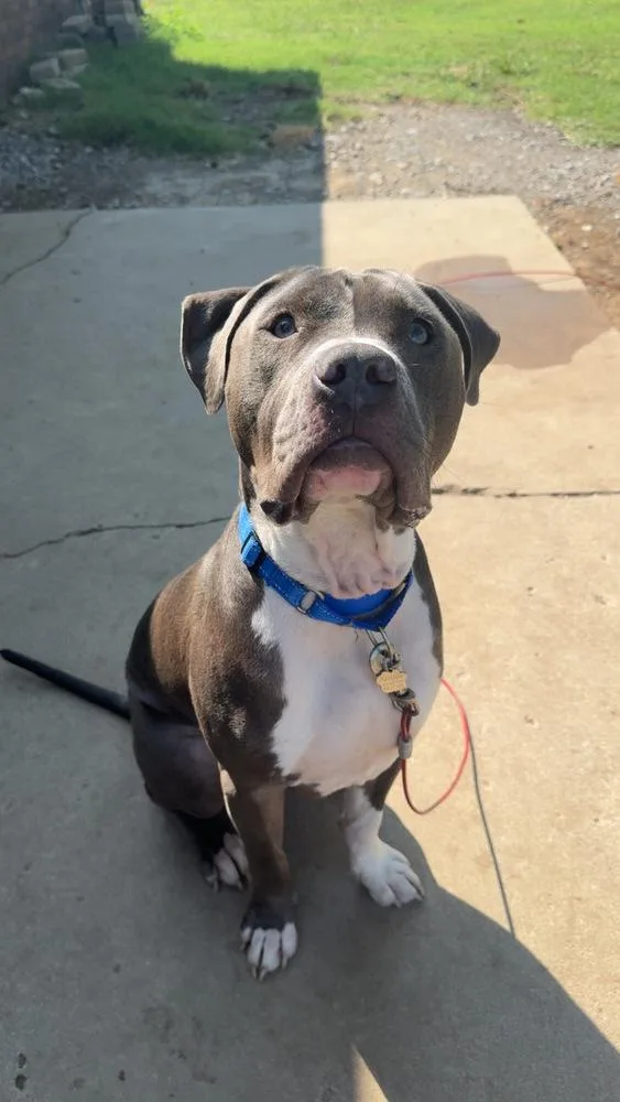 A young medium-sized male Gray / Blue / Silver Pit Bull Terrier dog named Brody for adoption in TULSA, OK