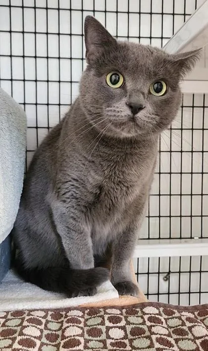 An adult medium-sized female Domestic Short Hair cat named Celeste for adoption in Fairfax, VA