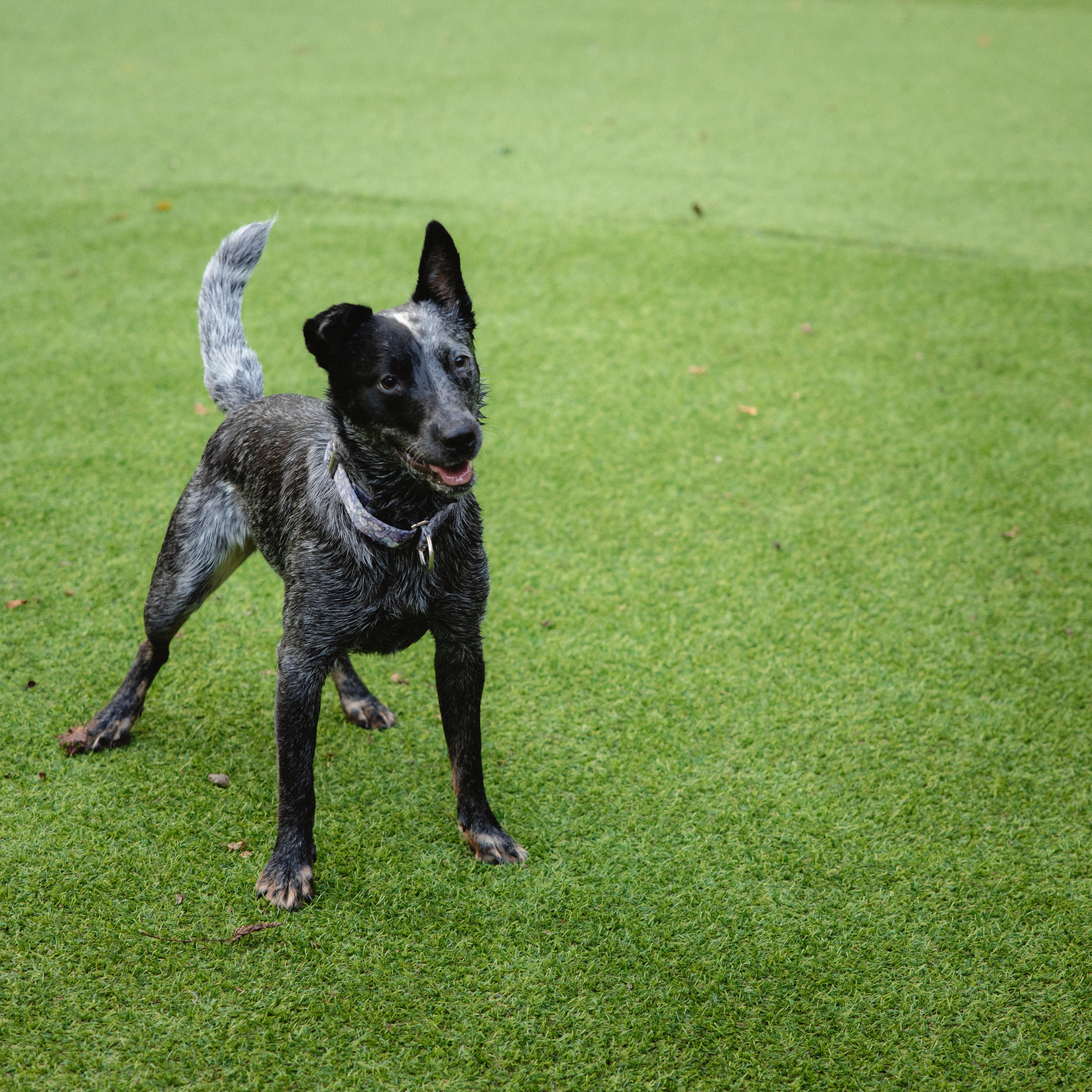 A young medium-sized female Cattle Dog named Ari for adoption in Suffield, CT