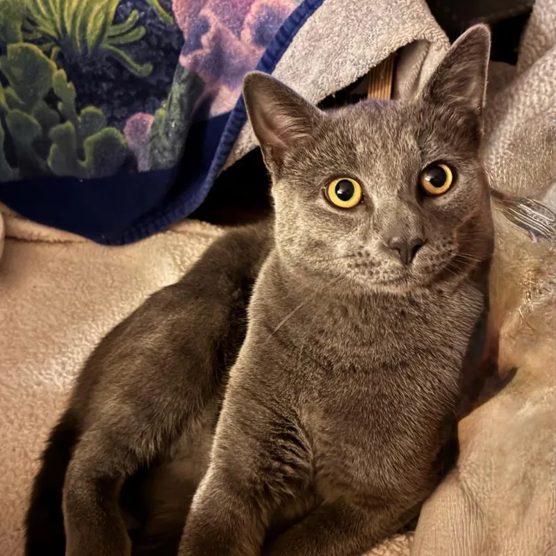A young medium-sized male Gray / Blue / Silver Russian Blue cat named Frost for adoption in Carmel, IN