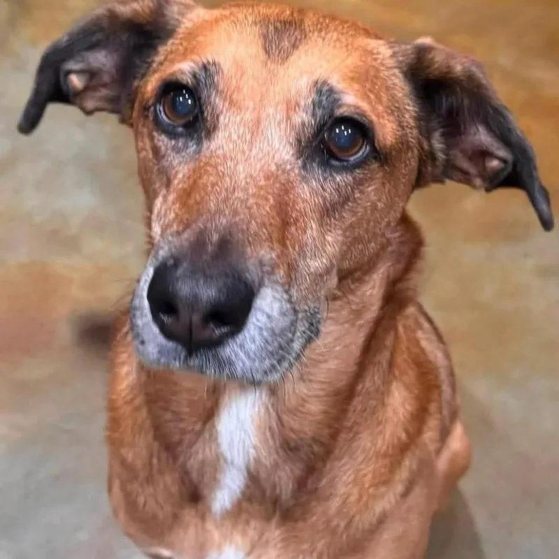 Maggie
