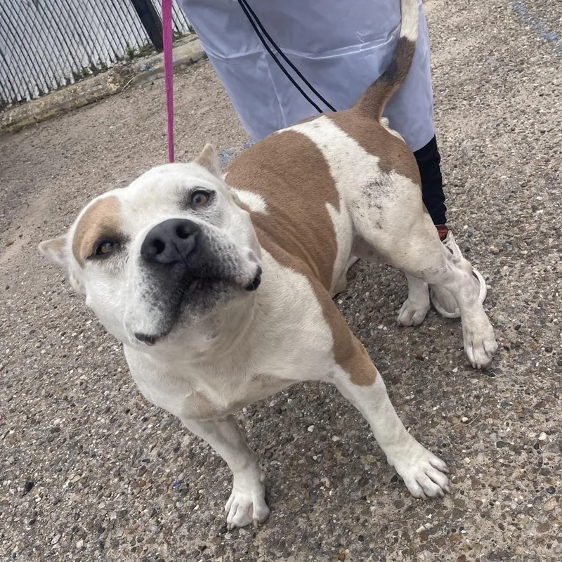 An adult large-sized male White / Cream American Staffordshire Terrier dog named Dino for adoption in Edinburg, TX