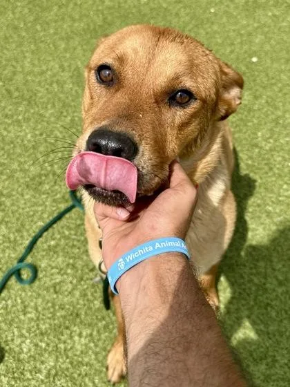 An adult large-sized female Brown / Chocolate Mixed Breed dog named Athena for adoption in Wichita, KS