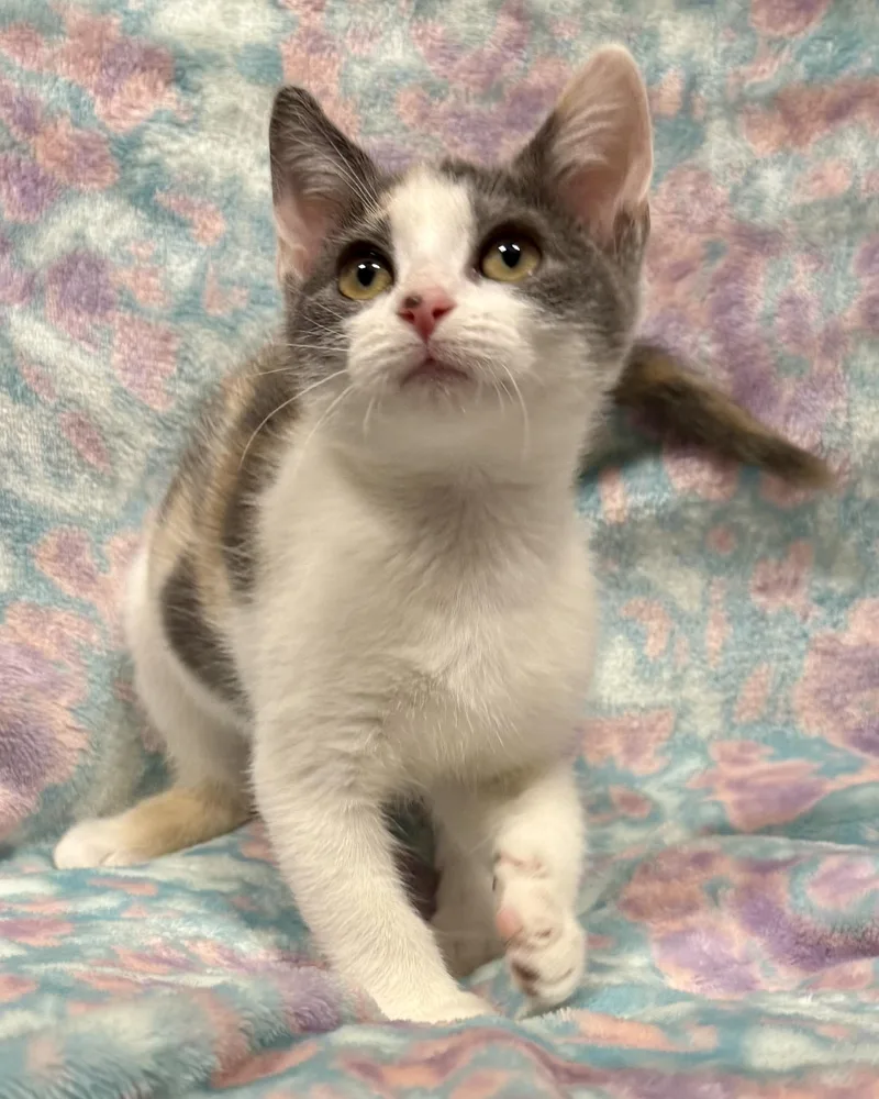 A young medium-sized female Dilute Calico American Shorthair cat named Briley for adoption in Marvin, NC