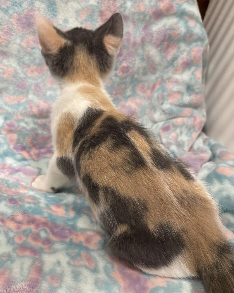 Briley thumbnail 2