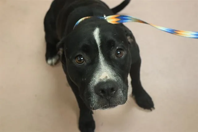 A young medium-sized female Mixed Breed dog named Bessie for adoption in Columbia, SC