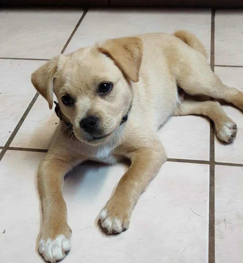 A baby small-sized male Yellow / Tan / Blond / Fawn Pug dog named Tumbleweed for adoption in Boerne, TX
