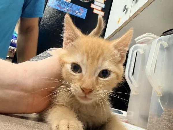 A baby small-sized male Domestic Short Hair cat named Sneezy for adoption in Salisbury, MD