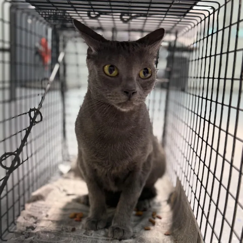An adult small-sized female Gray / Blue / Silver Domestic Short Hair cat named TUSCWildlife for adoption in Tuscaloosa, AL