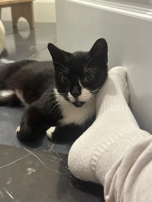 A young medium-sized female Domestic Short Hair cat named Scout for adoption in Ridgewood, NY