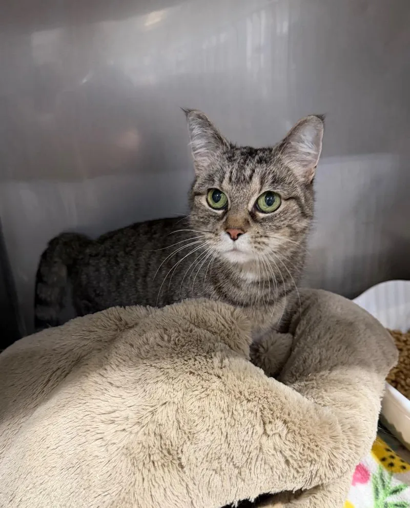 An adult small-sized female Domestic Short Hair cat named Snooki for adoption in Pierceton, IN