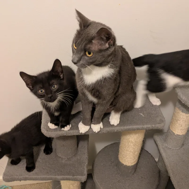 A baby small-sized male Black & White / Tuxedo Domestic Short Hair cat named MC Escher for adoption in Richmond, VA
