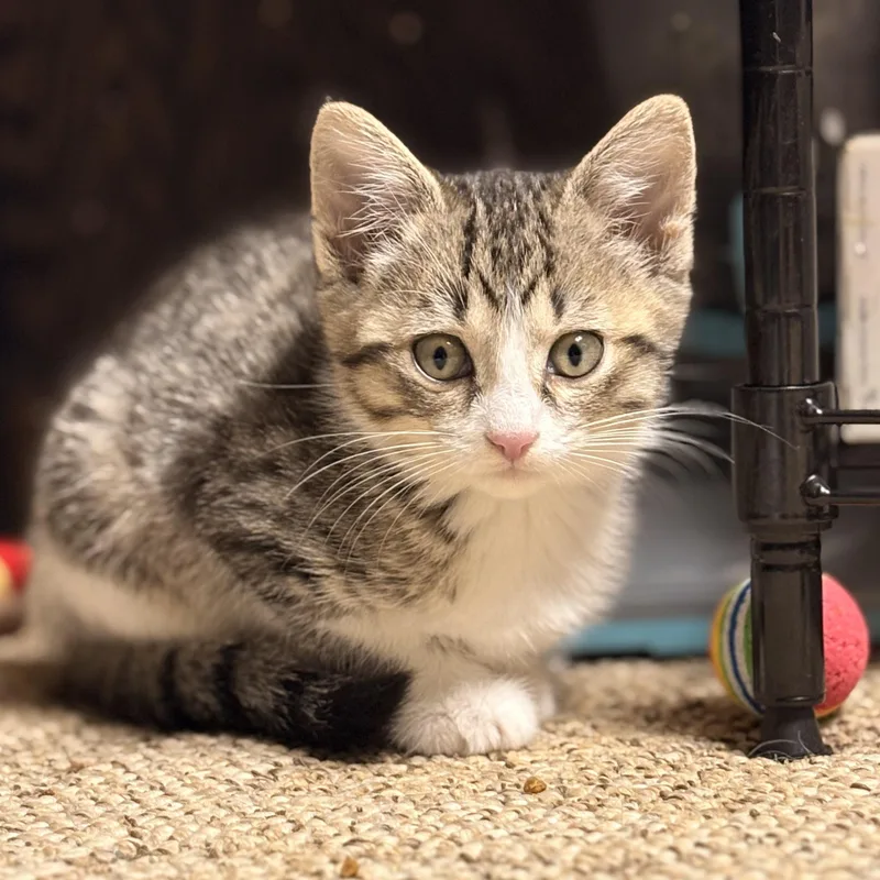 A baby medium-sized female Tabby (Brown / Chocolate) Domestic Short Hair cat named Queenie for adoption in Austintown, OH