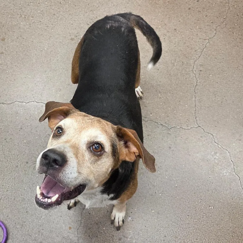 A senior medium-sized female Black Hound dog named Arya for adoption in Chattanooga, TN