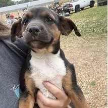 A baby small-sized female Black Mixed Breed dog named Towel for adoption in Jersey City, NJ