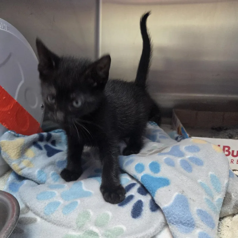 A baby small-sized male Black Domestic Short Hair cat named Fel for adoption in Brookings, SD