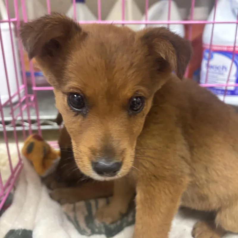 A baby small-sized female Red / Chestnut / Orange Feist dog named Fox  U for adoption in Tupelo, MS