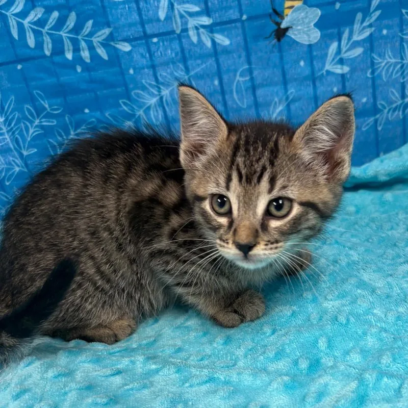 A baby small-sized male American Shorthair cat named Biscotti for adoption in Greenfield, IN