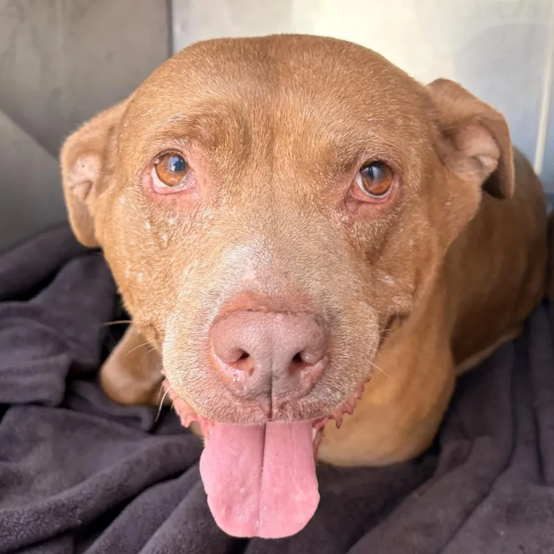 An adult medium-sized female Yellow / Tan / Blond / Fawn Mixed Breed dog named Sky for adoption in Philadelphia, PA