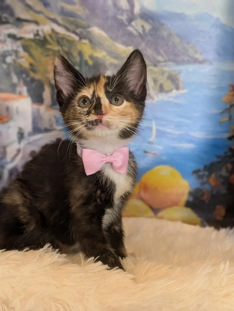 A baby small-sized female Orange & White Calico cat named Hana for adoption in Fremont, CA