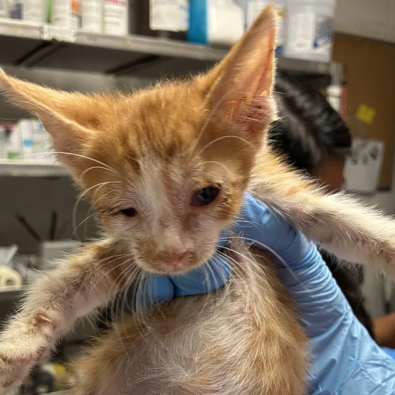 A baby small-sized male Orange / Red Domestic Short Hair cat named Kev for adoption in Edinburg, TX