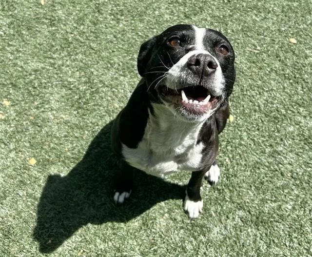 A young medium-sized female Pit Bull Terrier dog named Scout for adoption in Salinas, CA