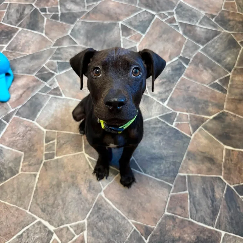 A baby small-sized male Black Terrier dog named Midnight for adoption in Sterling Heights, MI