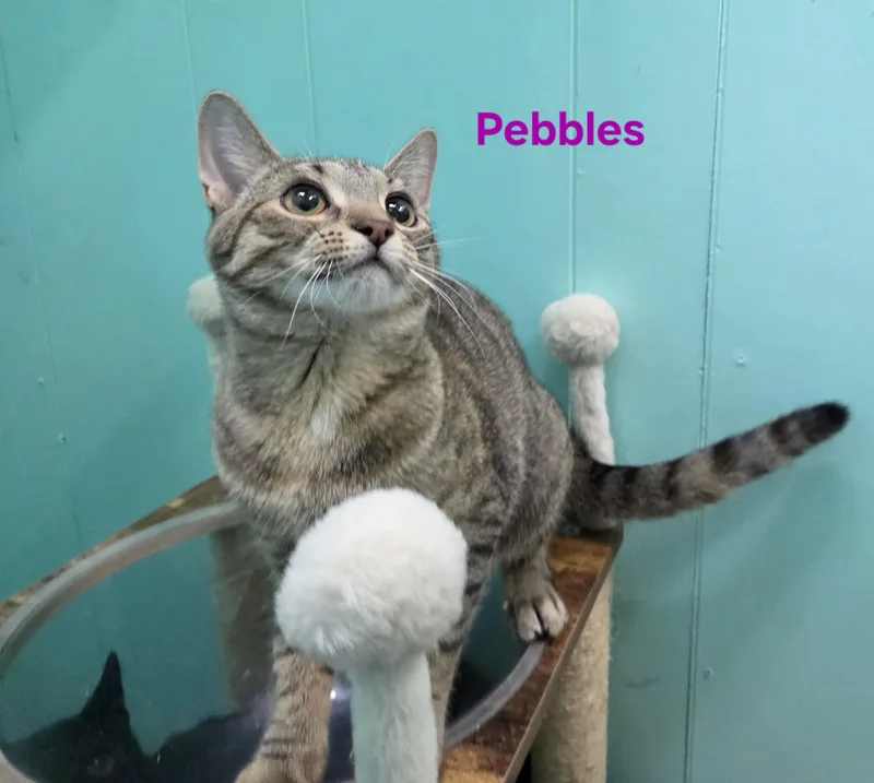 A young medium-sized female Tabby (Buff / Tan / Fawn) Domestic Short Hair cat named Pebbles for adoption in Whitewater, WI