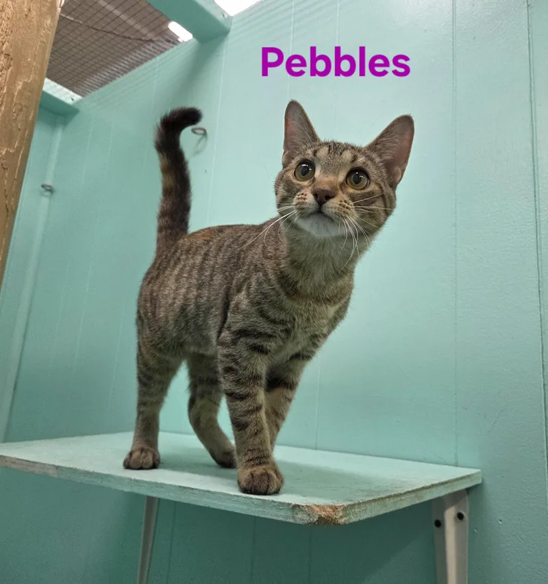 Pebbles thumbnail 2