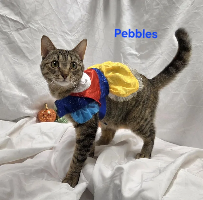 Pebbles thumbnail 3