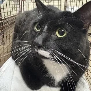 An adult small-sized female Black Domestic Short Hair cat named Princess for adoption in Rapid City, SD