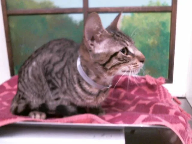 A young small-sized male Domestic Short Hair cat named Louie for adoption in Houston, TX