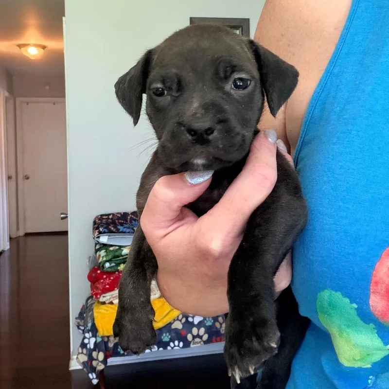 A baby medium-sized female Brindle Pit Bull Terrier dog named Spicy for adoption in Saint John, IN