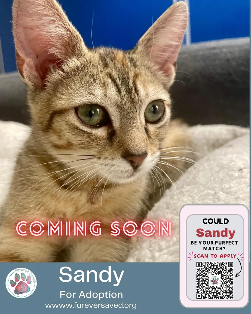 A baby small-sized female Cream / Ivory Domestic Short Hair cat named Sandy for adoption in Miami, FL