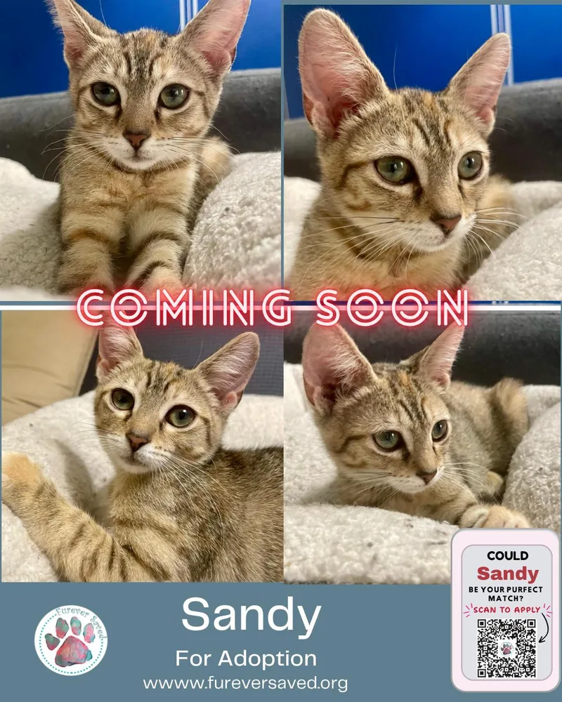 Sandy thumbnail 2