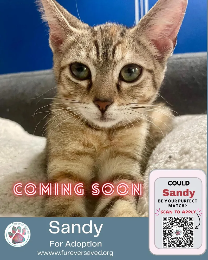 Sandy thumbnail 3