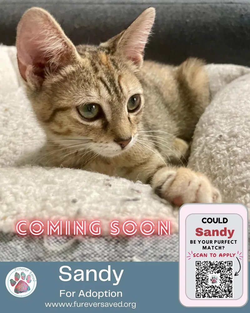 Sandy thumbnail 4