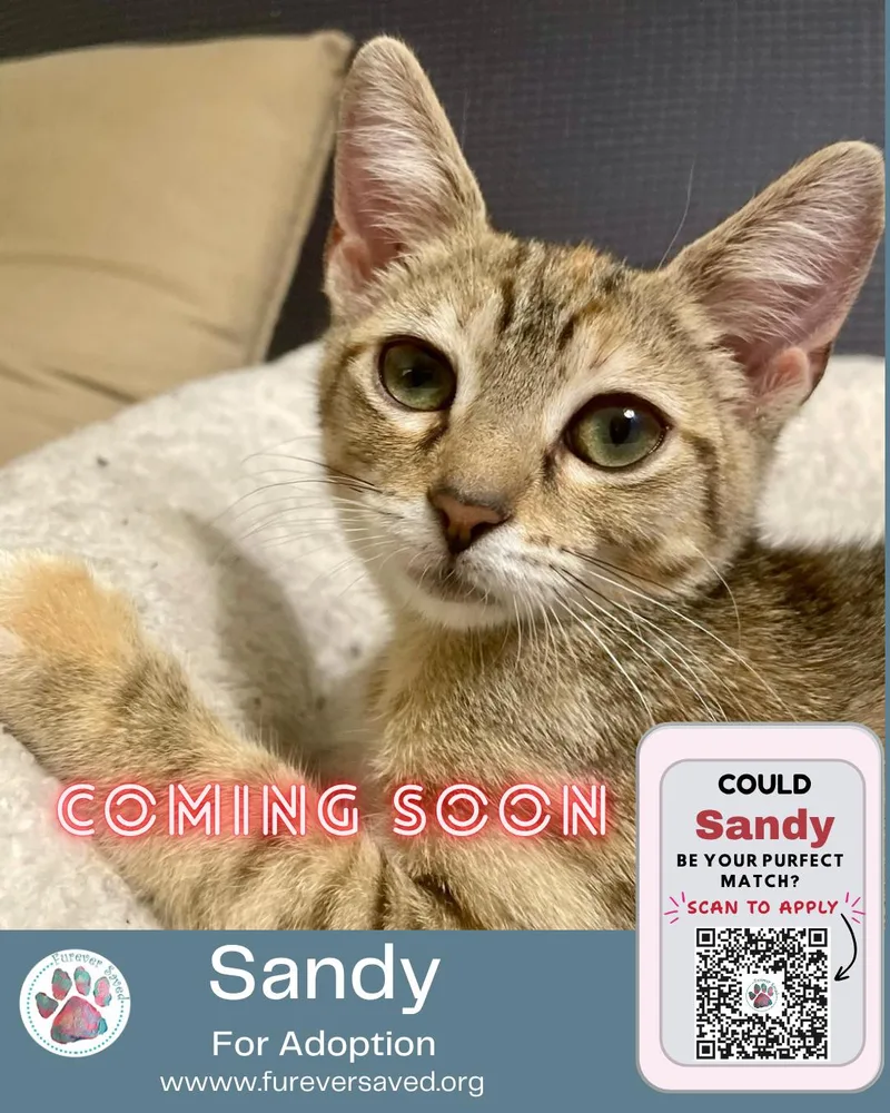 Sandy thumbnail 5