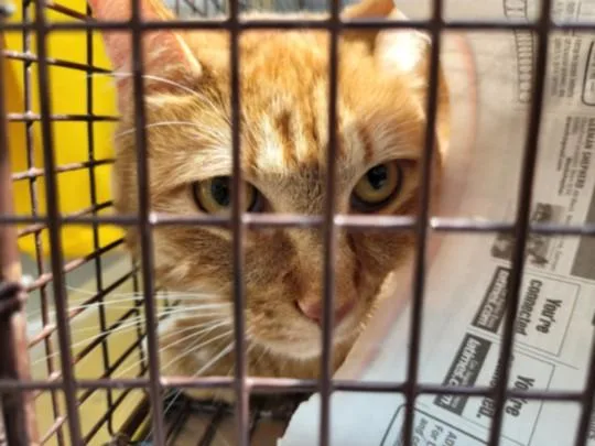 An adult large-sized male Domestic Short Hair cat named Tabby for adoption in San Pedro, CA