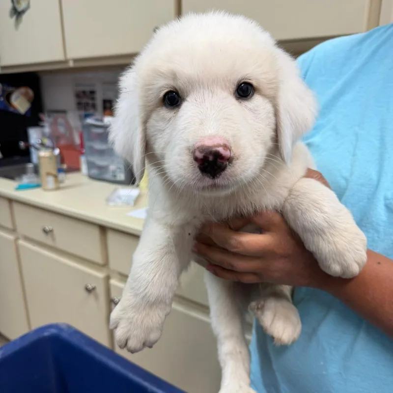 A baby small-sized male White / Cream Great Pyrenees dog named Milky for adoption in Ardmore, OK