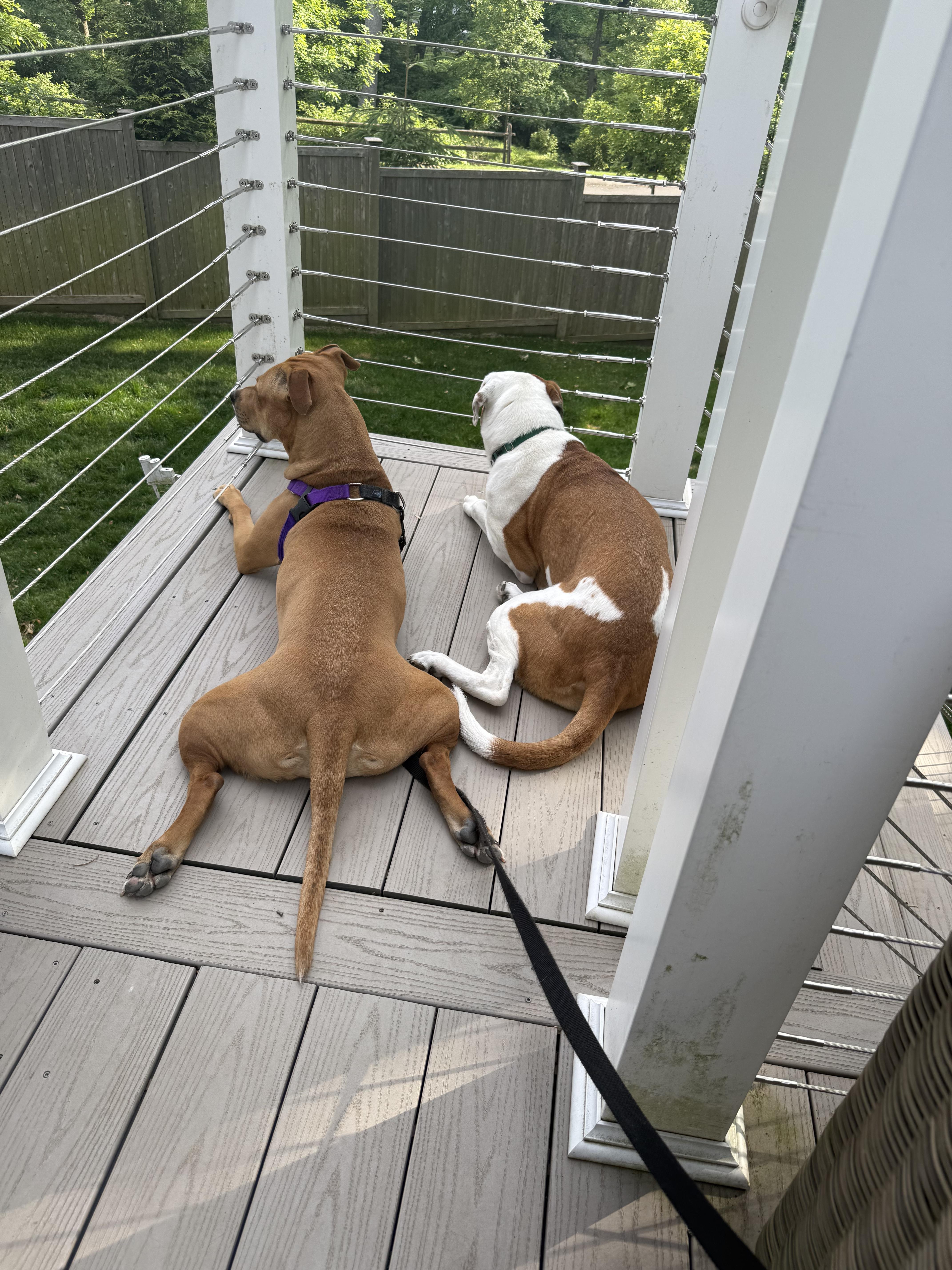 An adult medium-sized female Red / Chestnut / Orange Mixed Breed dog named Zoe for adoption in Vassalboro, ME