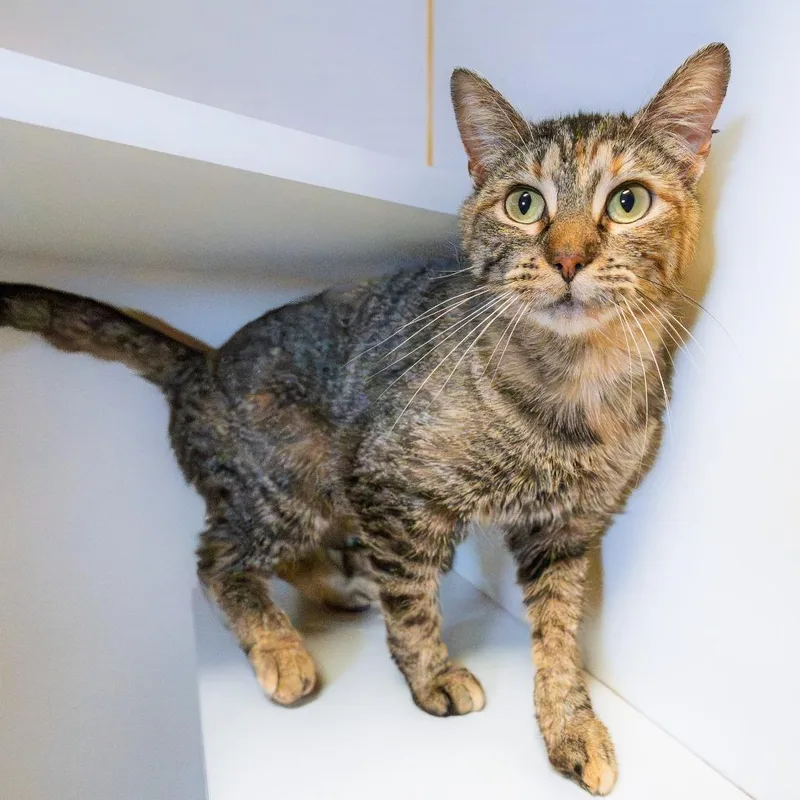A young medium-sized female Calico Domestic Short Hair cat named Lemonade for adoption in South Elgin, IL