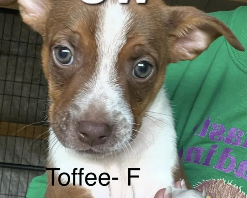 Toffee