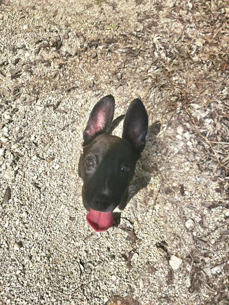 A baby medium-sized female Australian Cattle Dog / Blue Heeler dog named Bubbles for adoption in Junction, TX
