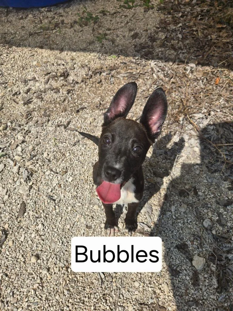 Bubbles thumbnail 2